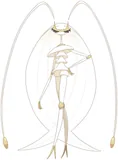 Pheromosa